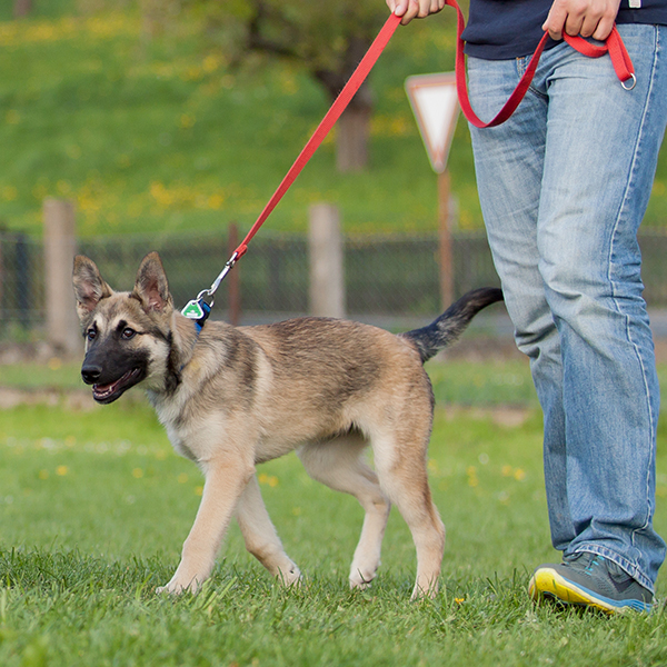 Hundeschule Göttingen Einzeltraining Hundeschule Göttingen Einzeltraining