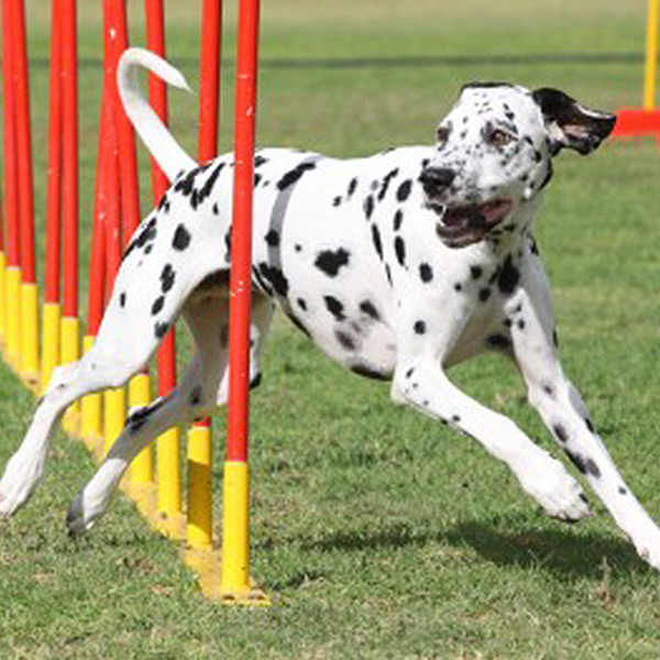 Hundeschule Göttingen Funsportarten Hundeschule Göttingen Funsportarten